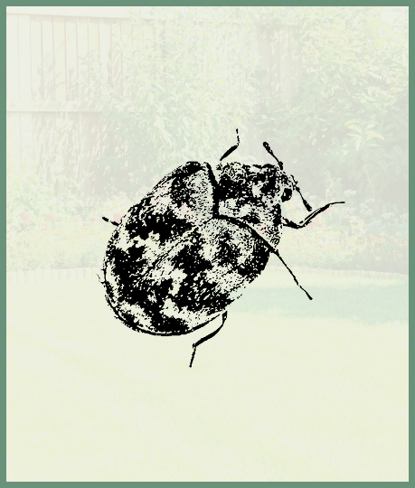 Beetles   Photo