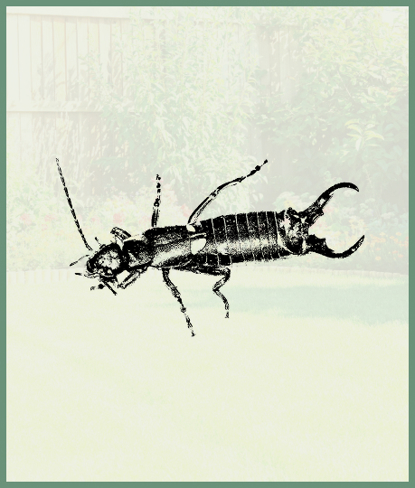 Earwigs   Photo