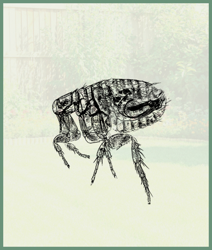 Fleas   Photo