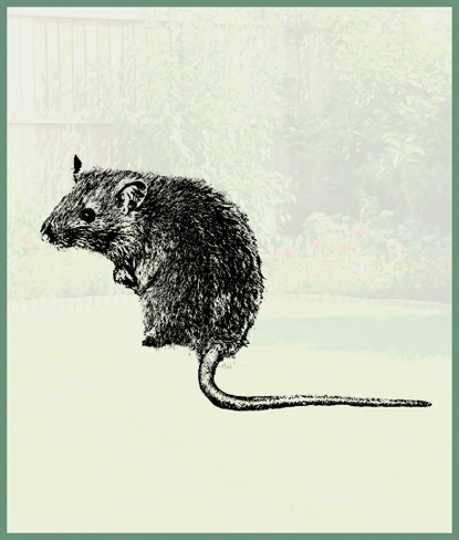 Mice & Rats   Photo
