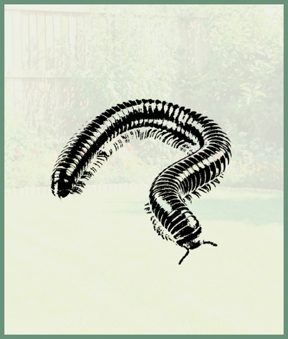 Millipedes   Photo