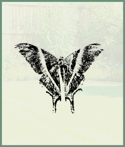 Moths   Photo