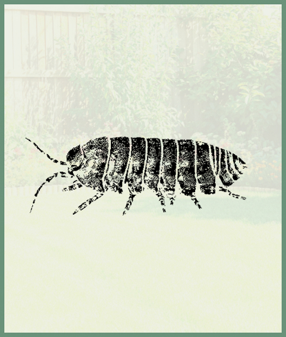 Pillbugs   Photo