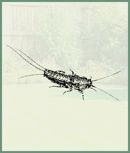 Silverfish   Photo