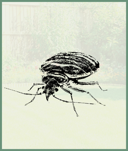 Ticks   Photo