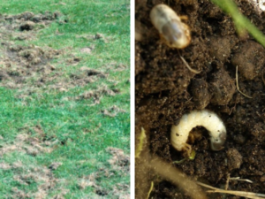 lawn grubs or white grubs