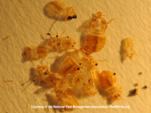 bed bug shells