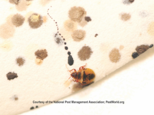 bed bug droppings