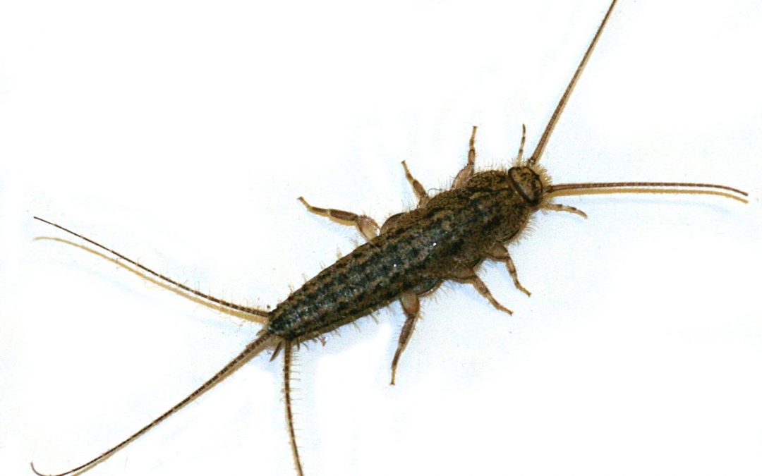 Silverfish TriGuard Pest Control