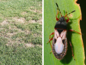 chinch bug lawn pests
