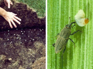 billbugs lawn pests