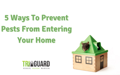 5 Ways to Prevent Pests From Entering Your Home