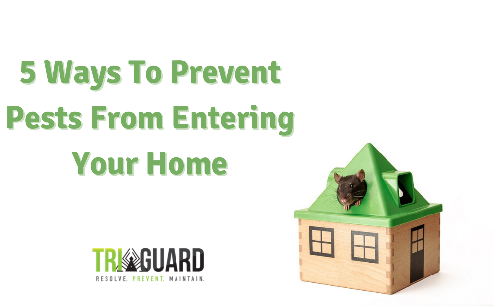 5 Ways to Prevent Pests From Entering Your Home