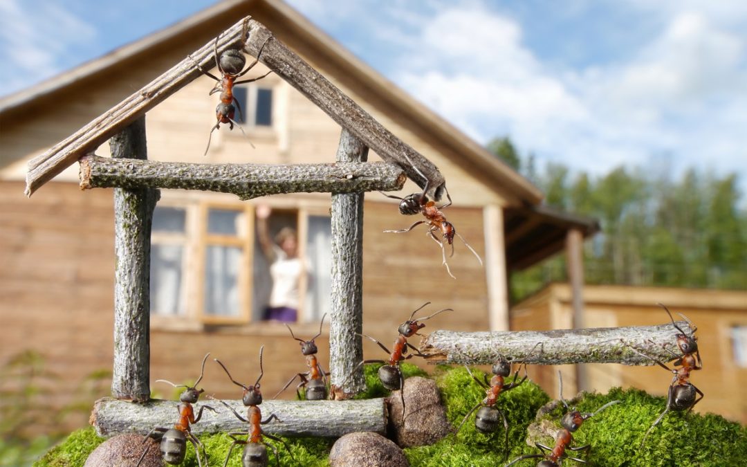 5 Reasons You Have an Ant Infestation