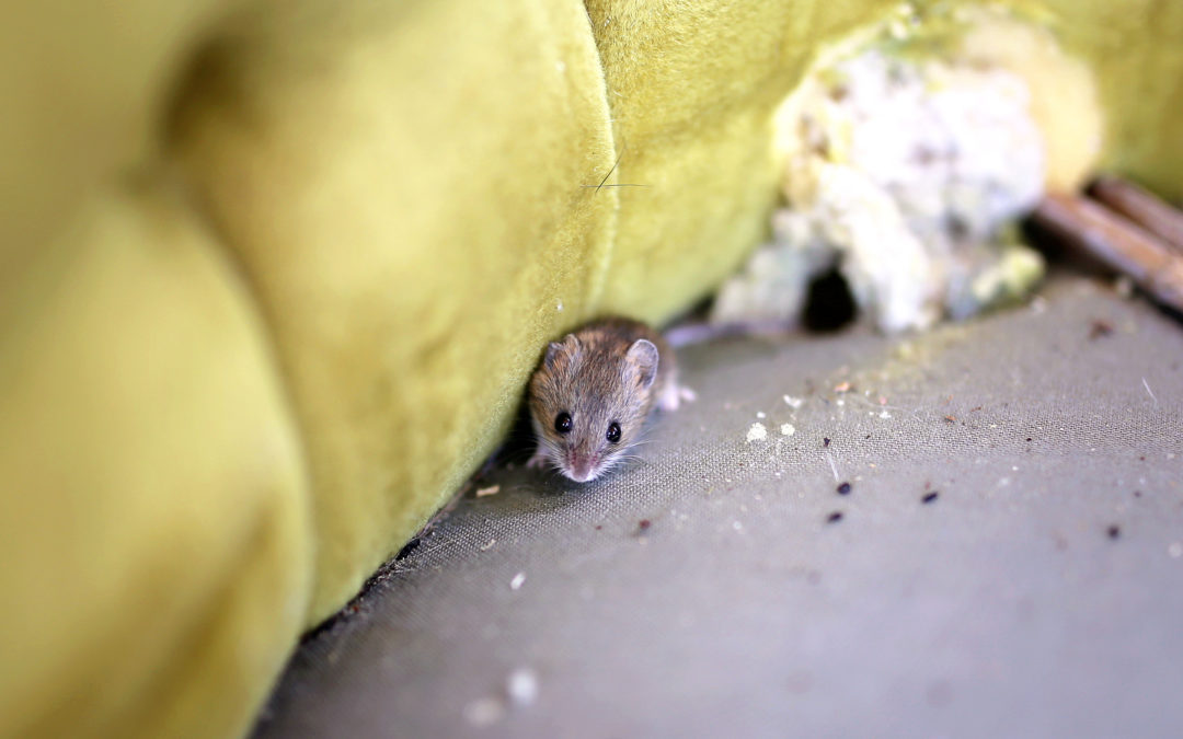 4 Ways to Keep Your Home Rodent-Free