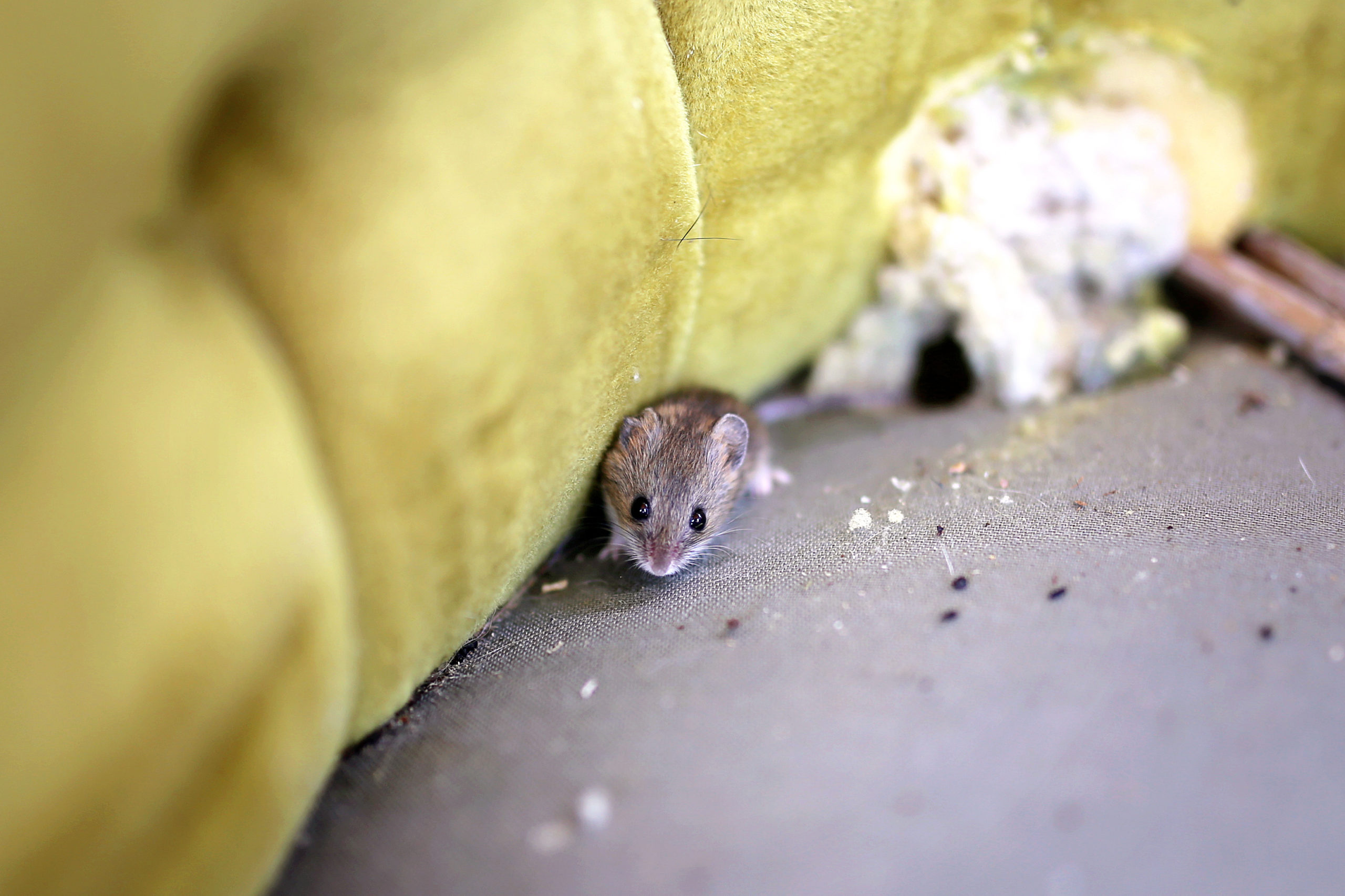 Rodent Control for Home