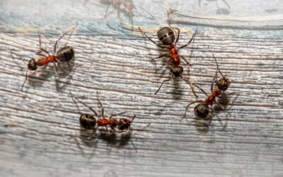 A Quick Guide to Seasonal Pests in Boise