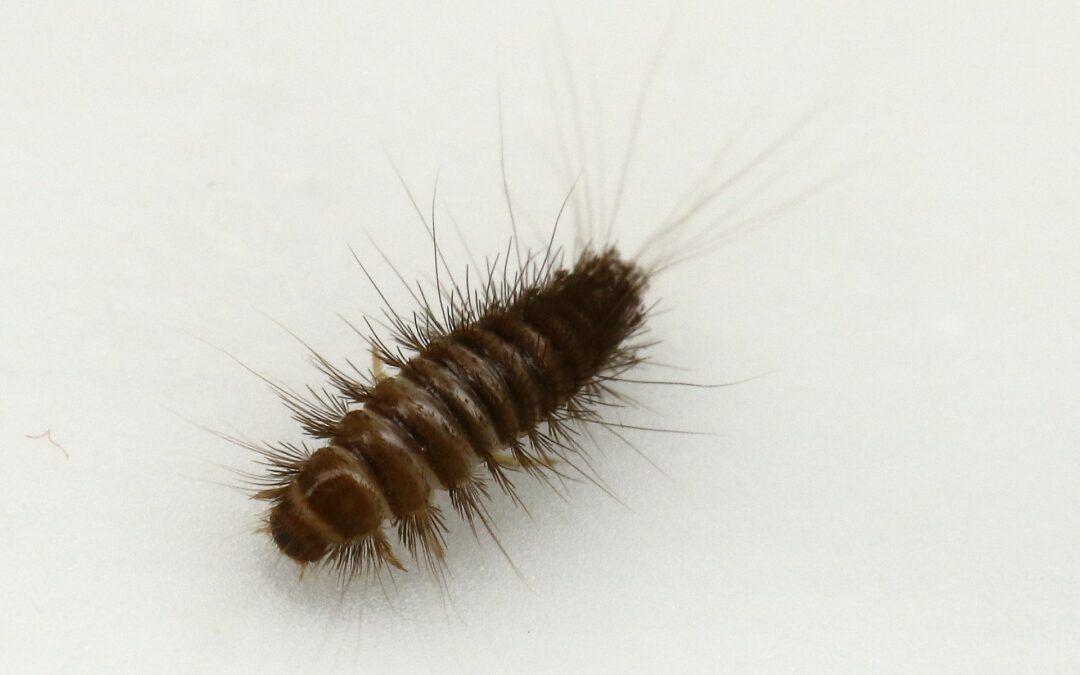 What is a carpet beetle and why should you care?