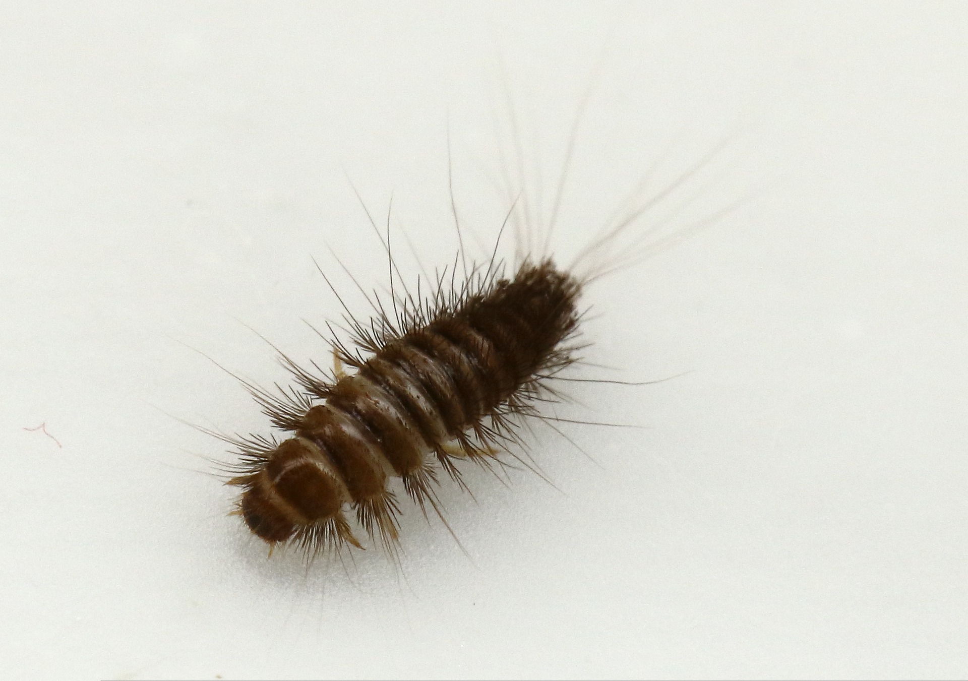 What is a carpet beetle and why should you care?