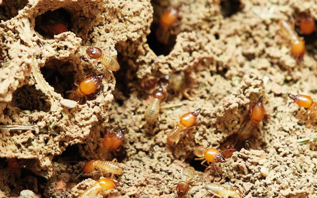 5 Signs That You Have a Termite Problem