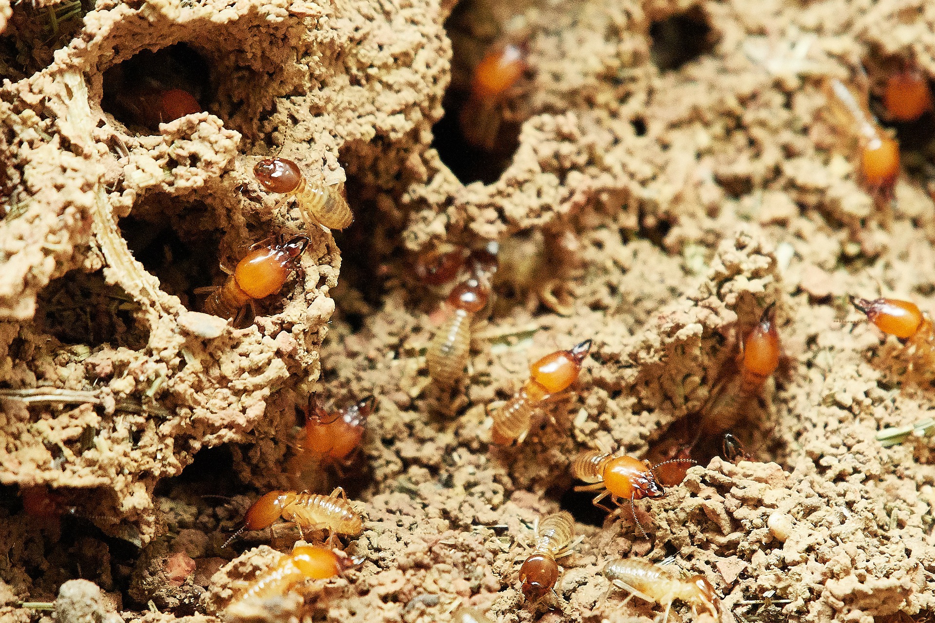 5 Signs That You Have a Termite Problem