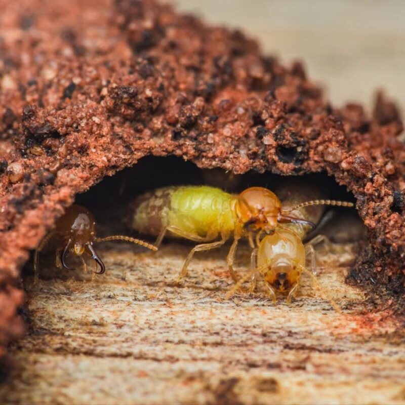 Dealing With Termites in Idaho? Here's What to Do