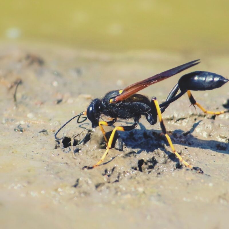 Do mud daubers sting?
