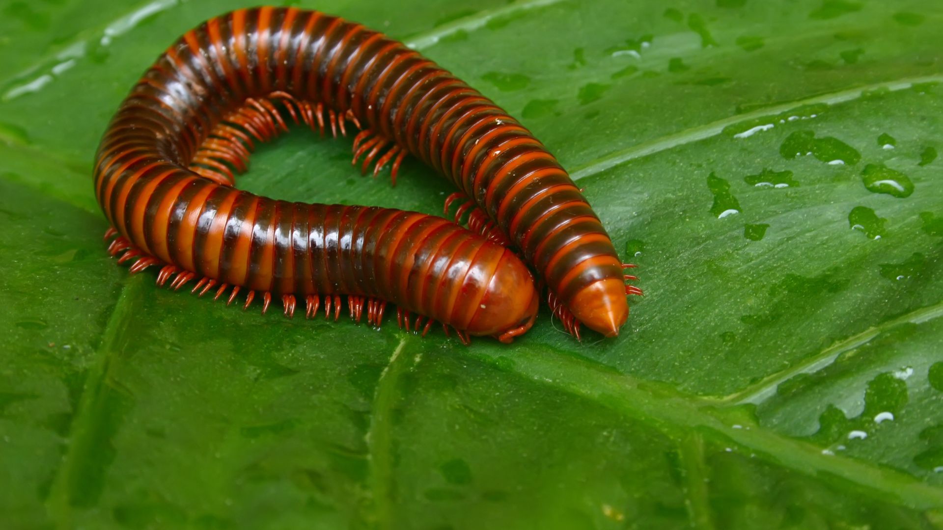 Are Millipedes Poisonous? The Truth Behind the Myth