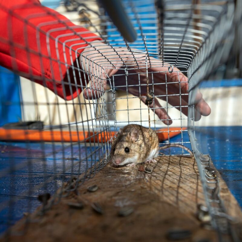 How exterminators get rid of mice